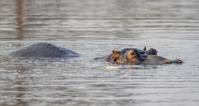 Hippopotamus (Hippopatamus amphibius) in the water at sunset with reflection, adult, Sabie River,