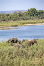 African elephants (Loxodonta africana), on the banks of the Sabie River, Kruger National Park,