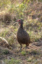Swainson's spurfowl (Pternistis swainsonii) in the grass, Kruger National Park