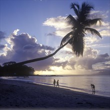 Palm trees at sunset on the island of Mahe, Seychelles, Africa
