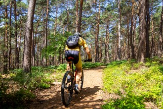 Mountain bikers on the road in the Palatinate Forest