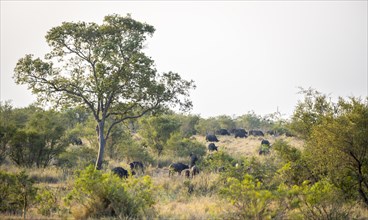 African buffalo (Syncerus caffer caffer), herd in the African savannah, Kruger National Park, South