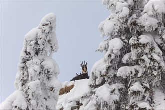 Chamois (Rupicapra rupicapra), lying in the snow, frontal, mountain forest, Ammergau Alps, Upper