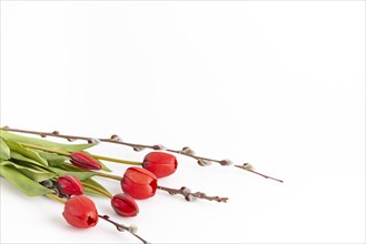 Red tulips next to palm catkins on a white background, copy room