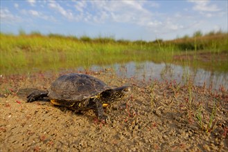 European pond turtle (Emys orbicularis), Danube Delta Biosphere Reserve, Romania, Europe