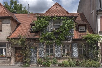 Various climbing plants on an old residential building, Erlangen, Middle Franconia, Bavaria,