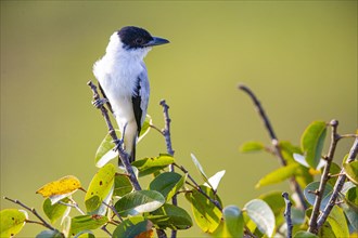 Black-crowned Tityra (Tityra inquisitor inquisitor) Pantanal Brazil