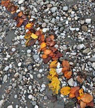 Autumnal red and yellow foliage forms a line on grey stones, river pebbles, Salzach, Burghausen,