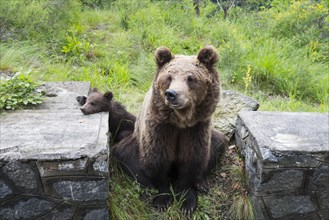 A large brown bear rests relaxed on a stone wall surrounded by green vegetation, European brown