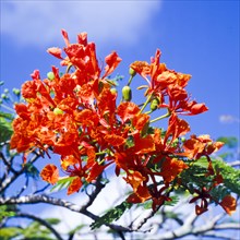 Seychelles, Flora, Flamboyant, Delonix regia, Africa