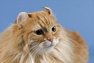 American-Curl Kitten, animal portrait, studio shot