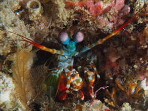 Peacock mantis shrimp (Odontodactylus scyllarus), Sodwana Bay National Park dive site, Maputaland