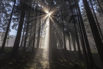 Sunbeams between trees in the forest, haze, fog, backlight, mountain forest, Upper Bavaria,