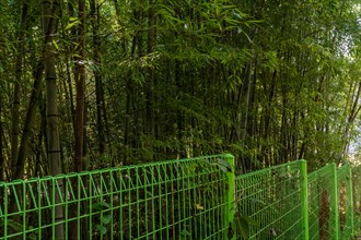 Green wire fence along grove of tall bamboo plants on sunny morning in South Korea