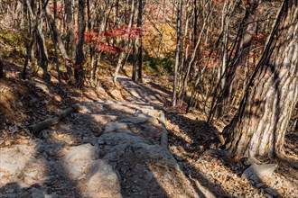 Autumn landscape of rocky trail through trees down mountainside in South Korea