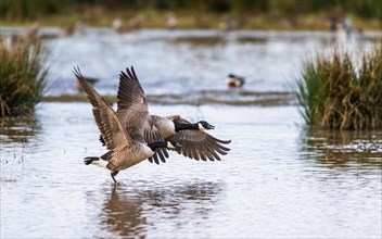 Canada Goose, Branta canadensis, birds in flight over marshes at winter