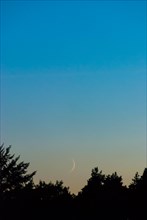Very narrow, fine crescent moon one day after the new moon stands above a dark coniferous forest