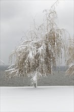 Nature, winter, tree covered with snow on a riverside, Province of Quebec, Canada, North America