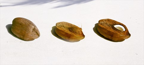 Seychelles, tropical fruits, coconuts, closed, outer shell removed, view into the fruit, Africa