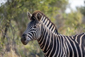 Plains zebra (Equus quagga) eating grass, animal portrait, Kruger National Park, South Africa,