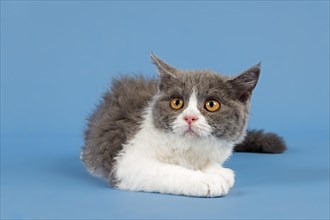 Pedigree cat Selkirk Rex. Kitten, age 10 weeks, colour blue white, studio picture