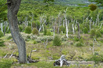 Forest of southern beeches (Nothofagus) in Tierra del Fuego National Park, Tierra del Fuego Island,