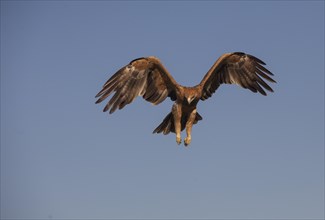 Juvenile Iberian Eagle approaching, Spanish Imperial Eagle (Aquila adalberti), Extremadura,