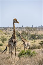 Two southern giraffes (Giraffa giraffa giraffa), African savannah, Kruger National Park, South
