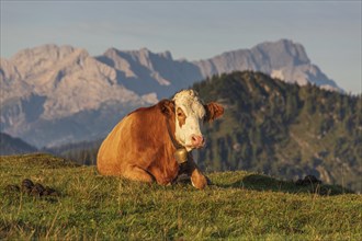 Cow, cattle lying on alpine meadow in front of mountains, morning light, summer, Simetsberg, behind