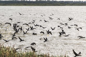 A flock of great cormorant (Phalacrocorax carbo) flying past, Henne Kirkeby, Syddanmark, Denmark,