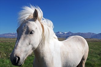 White Icelandic horse looks curiously into the camera, wide landscape and snow-covered mountains,
