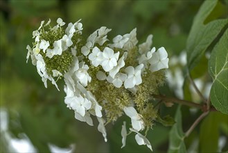 Blossom of an oakleaf hydrangea (Hydrangea quercifolia), Botanical Garden, Erlangen, Middle