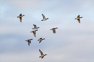 Eurasian Wigeon, Mareca penelope, birds in flight over marshes at winter