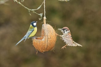Great tit sitting on food dish on the right and tree sparrow with open wings hanging on the left