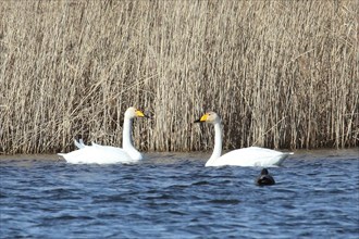 Whooper swan two birds swimming side by side in water facing each other in front of reeds