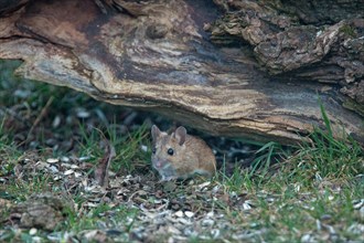Wood mouse standing in green grass looking down in front of tree trunk