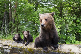 An adult brown bear sits next to two cubs on a wall in a green forest, European brown bear (Ursus