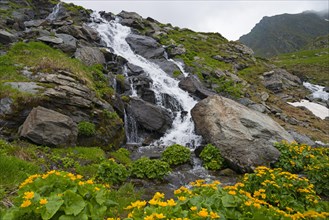 A small waterfall flows over boulders in a green, flowery mountain valley, Waterfall of the Balea