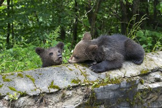 Two young brown bears playing on an overgrown rock, European brown bear (Ursus arctos arctos),