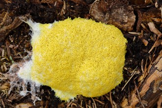 Dog vomit slime mold (Fuligo septica), witch's butter, yellow foamy fruiting body on tree stump,