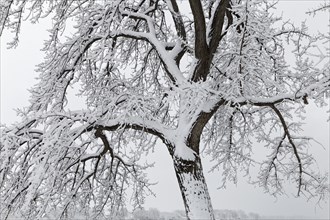 Nature, winter, tree branches covered with snow, Province of Quebec, Canada, North America