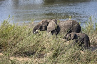 African elephant (Loxodonta africana), mother with young, feeding on the banks of the Sabie River,