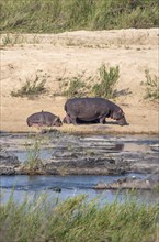 Hippos (Hippopatamus amphibius), mother with sleeping young, on the banks of the Sabie River,