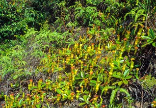 Seychelles, flora, pitcher plants, Africa