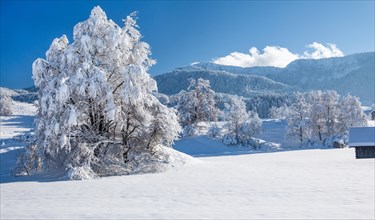 Winter landscape with snow-covered tree in front of the Heimgartren 1791m, Ohlstadt, Loisachtal,