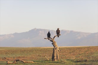Iberian Eagle. Spanish Imperial Eagle (Aquila adalberti), Extremadura, Castilla La Mancha, Spain,
