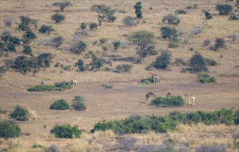 Southern giraffes (Giraffa giraffa giraffa) in the savannah, from above, Kruger National Park,