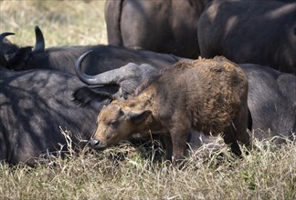 African buffalo (Syncerus caffer caffer), calf with herd, African savannah, Kruger National Park,