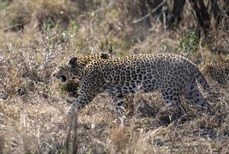 Leopard (Panthera pardus) walking through dry grass, calling for cubs, adult female, Kruger