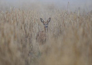 European roe deer (Capreolus capreolus), doe standing in a cornfield, wildlife, Thuringia, Germany,